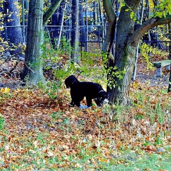 Park Township Dog Park photo 2